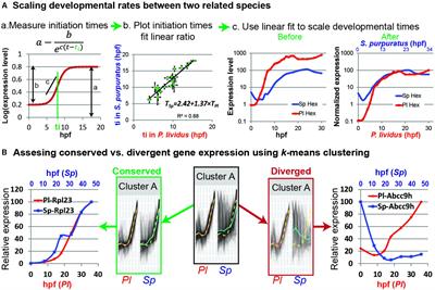 Comparative Studies of Gene Expression Kinetics: Methodologies and Insights on Development and Evolution